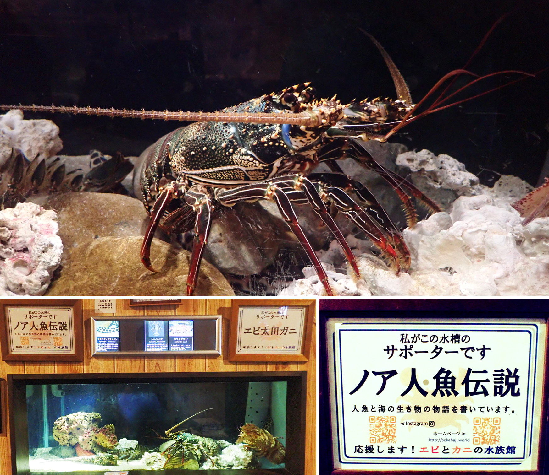 エビとカニの水族館の伊勢海老水槽